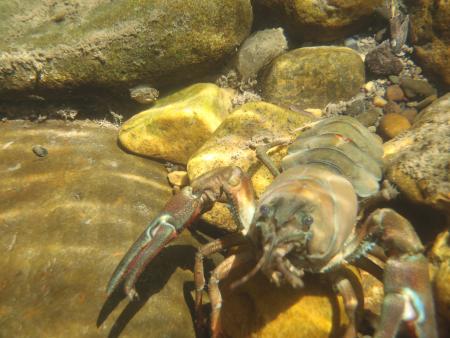 Re: cierre cangrejo señal??