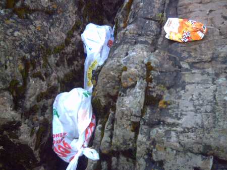 Cerdos1 en los Pisones