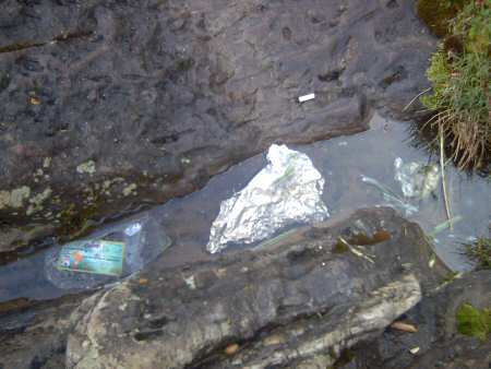 Cerdos1 en los Pisones