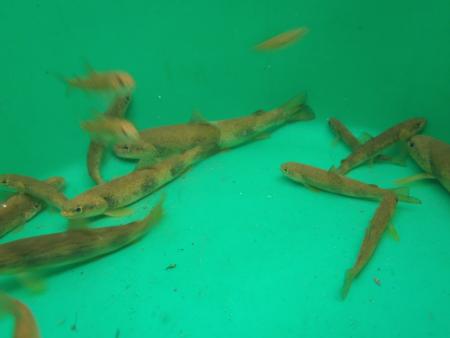 Re: Muestreo río Ería y Truchillas