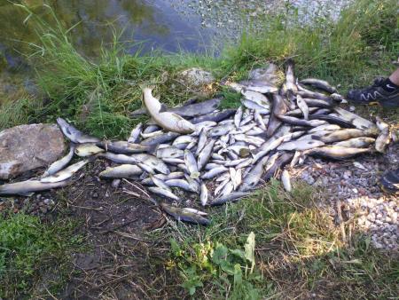 TRISTE HOMENAJE A UN RIO PRECIOSO DE LA RIOJA Y A LAS CRIATURAS QUE LE POBLABAN.