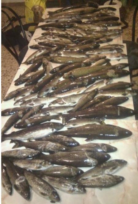 Solicitud de Cotos, salmón, trucha y reo campaña 2014