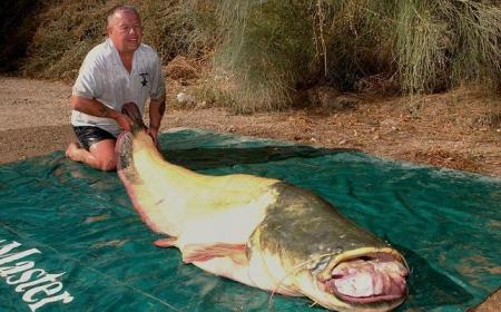 Pescan un Siluro albino