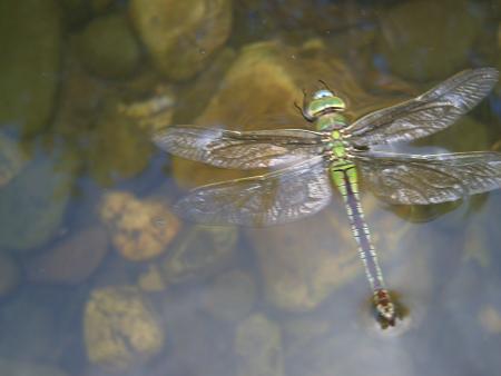 Re: II Curso Pescaleón de Montaje de Moscas 