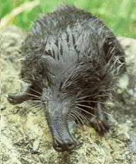 Desmán (Galemys pyrenaicus) - Foto: R.D. Stone