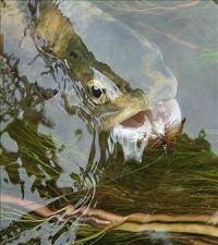 X Open Internacional de Clubes de pesca a mosca